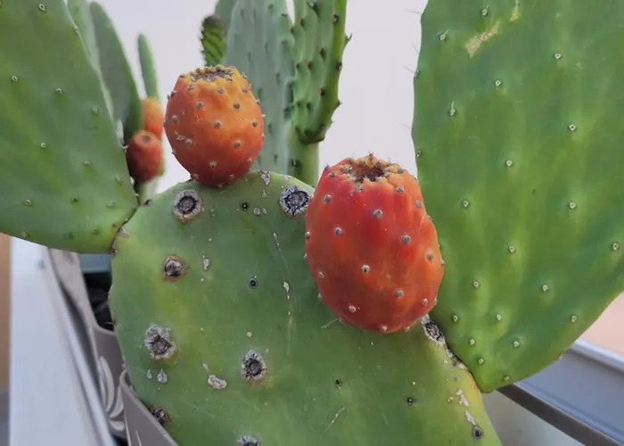 Oldbia Apartamento Olbia